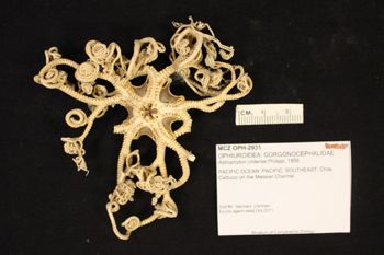 Media type: image; Invertebrate Zoology OPH-2931